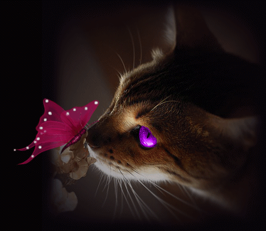 butterfly