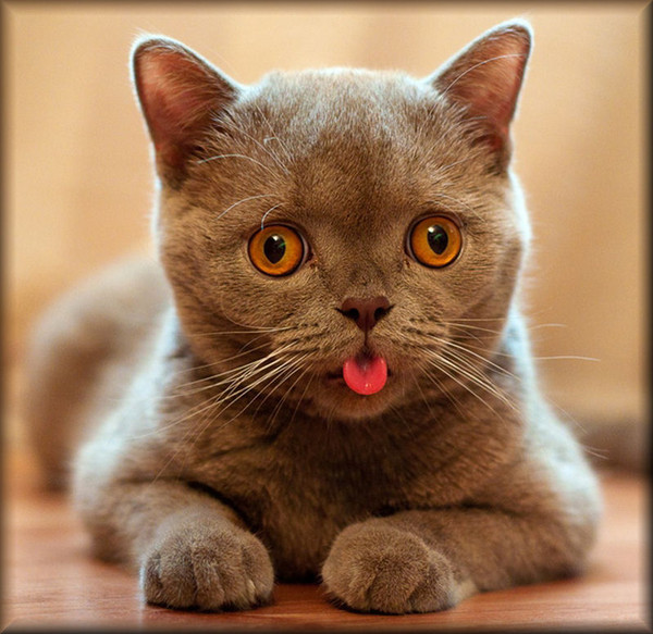 catou1
