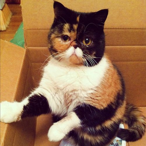 catou2