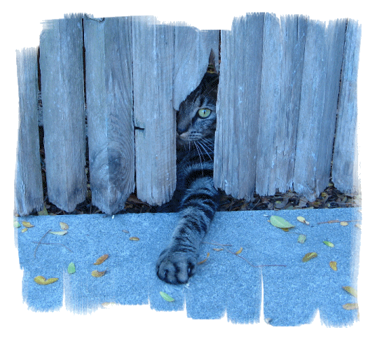 fence