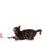 love-cat