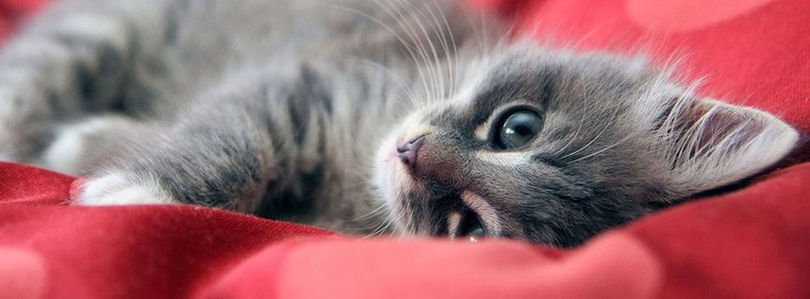 miaou