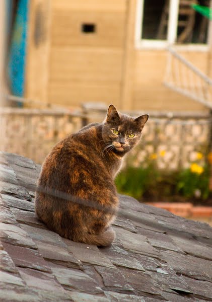 roof-cat1