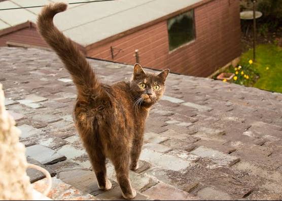 roof-cat2